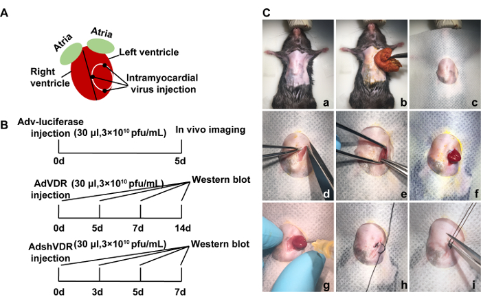Cardiac virus injection process; diagram, timeline, and mouse experiment with imaging and analysis.