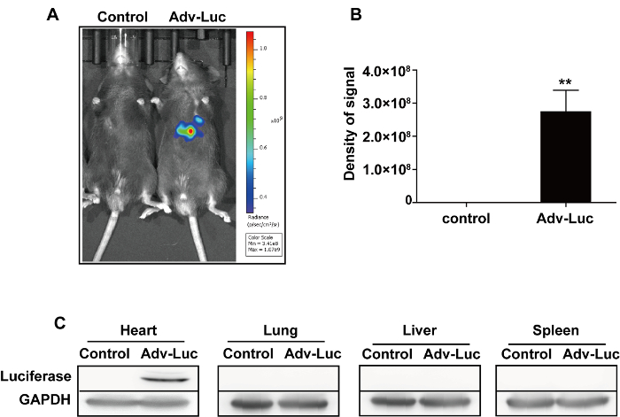 Bioluminescence imaging, bar graph, and western blot showing luciferase expression in Adv-Luc mice.