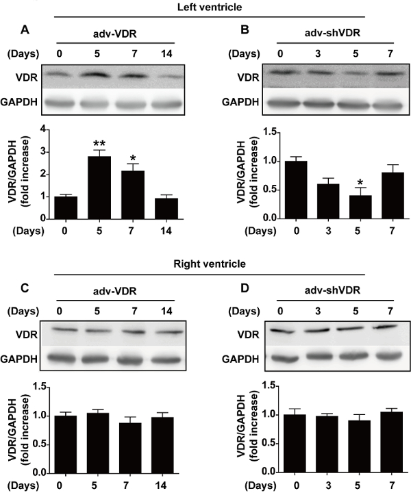 Western blot results showing VDR/GAPDH expression in ventricles over time; statistical analysis.