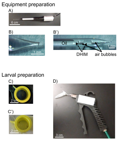 figure-results-1 Equipment and larval preparation for DHIM setup, showing oil, air bubbles, microinjection tool.