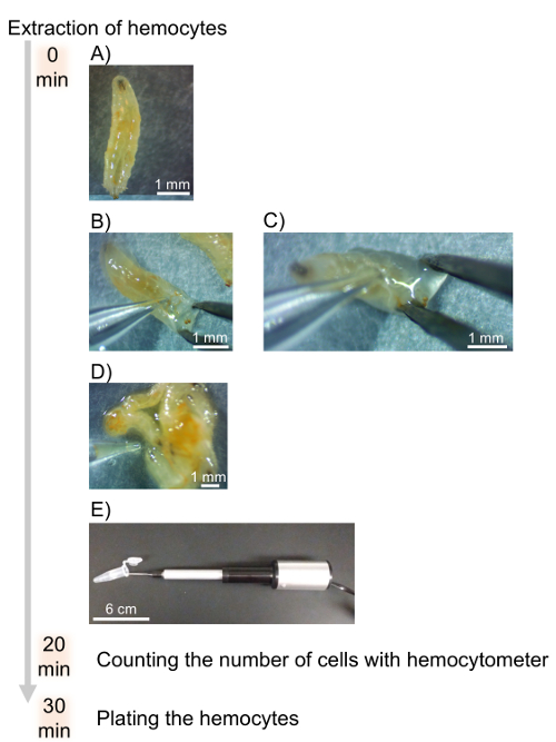 figure-results-2 Hemocyte extraction process; microscope images; hemocytometer use; cell plating method; experiment.