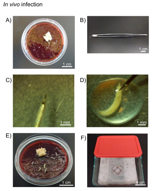 figure-results-3 In vivo infection process; petri dishes, syringe, needle, fungal growth; experimental setup.