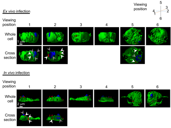 figure-results-5 Ex vivo and in vivo infection, whole cell and cross-section diagrams, 3D microscopy, cellular analysis.