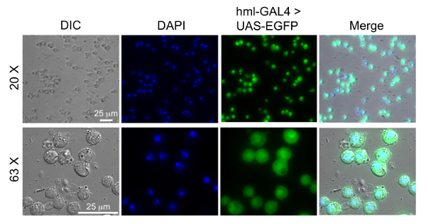figure-results-7 Drosophila cell imaging, DIC, DAPI, GFP, merge; fluorescence microscopy at 20X, 63X magnification.