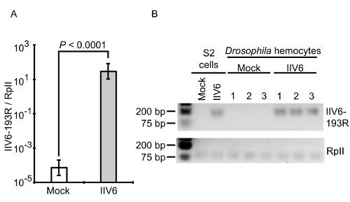figure-results-8 Gene expression analysis; bar chart and electrophoresis results; Drosophila hemocytes; significance.