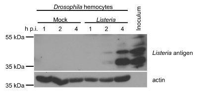 figure-results-9 Drosophila hemocytes Western blot; Listeria antigen detection; protein analysis; 55 kDa, 35 kDa bands.