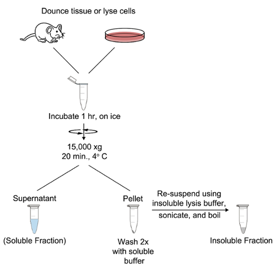Cell lysis and centrifugation diagram; shows tissue processing, supernatant, and pellet separation.