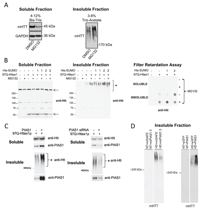 Western blot and filter retardation assays analyzing mHTT solubility; anti-Htt, anti-PIAS1 markers used.
