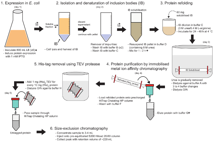 figure-results-1 E. coli protein purification process, IMAC, TEV protease cleavage, chromatography diagram.