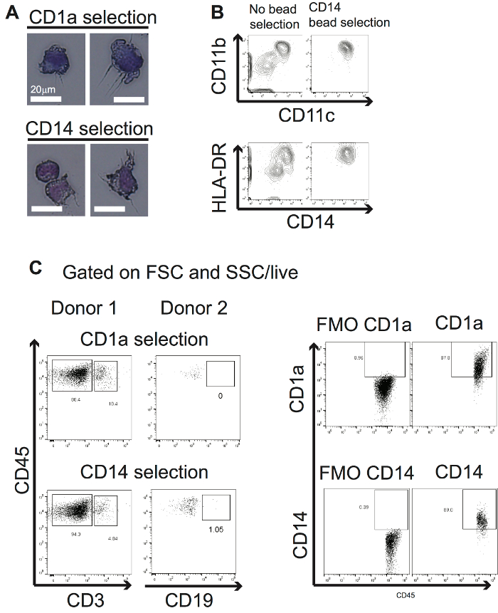 CD1a/CD14 selection visual, flow cytometry graphs; cell gate analysis, donor comparison, immune profiling.