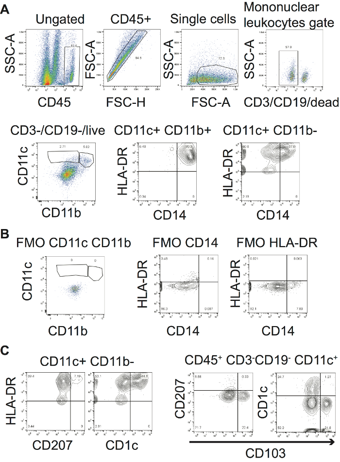 Flow cytometry analysis diagram showing gating strategy for mononuclear leukocytes; CD markers identified.