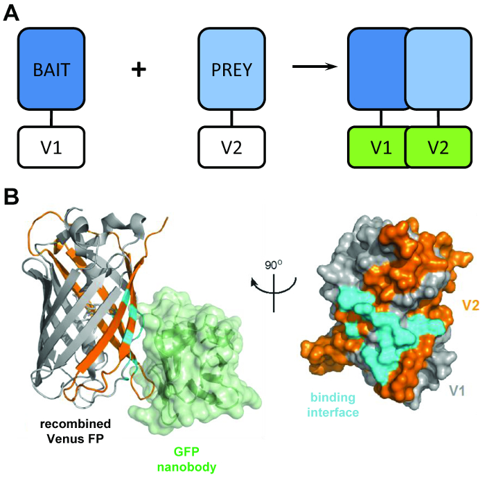 Protein interaction concept; schematic diagram and 3D structure showing bait-prey binding interface.