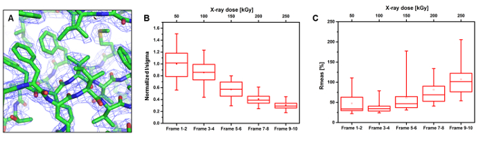 Protein crystallography diagram; X-ray dose impact on structure with analysis chart.
