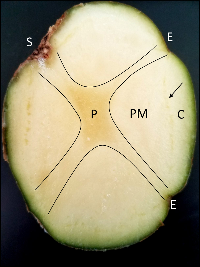 figure-protocol-1 Cross-section diagram of a root, labeling vascular tissues; educational botanical illustration.