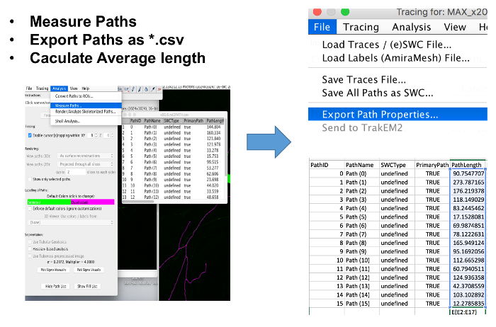 figure-results-3 Path measurement process, data export as CSV, shown in software interface; calculates average length.