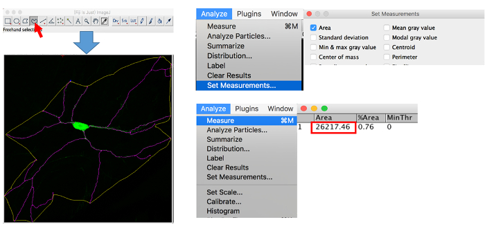 figure-results-4 Image analysis process, showing measurement setup and results in scientific software diagram.