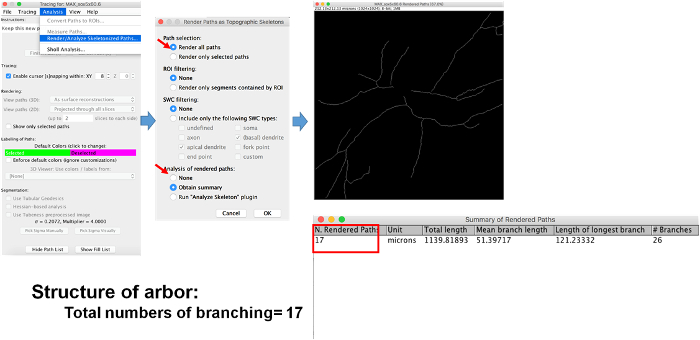 figure-results-5 Arbor structure analysis diagram with branch count of 17; data on branching metrics displayed.