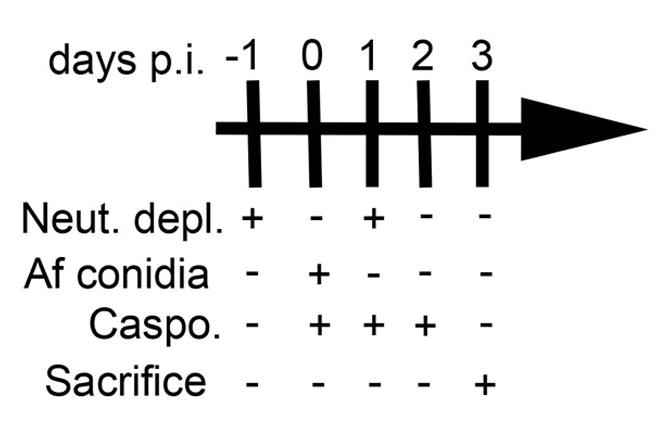 Neutrophil depletion schedule diagram with Af conidia, Caspo treatment, and sacrifice timeline.