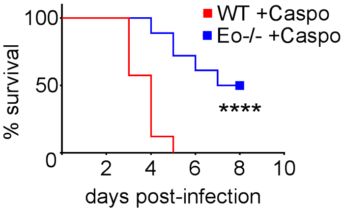 Survival analysis graph showing % survival over days post-infection; WT vs. Eo-/- with Caspo.