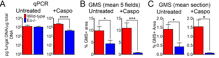 qPCR and GMS data comparison, bar graphs; DNA analysis, fungal treatment effects, Caspo impact.