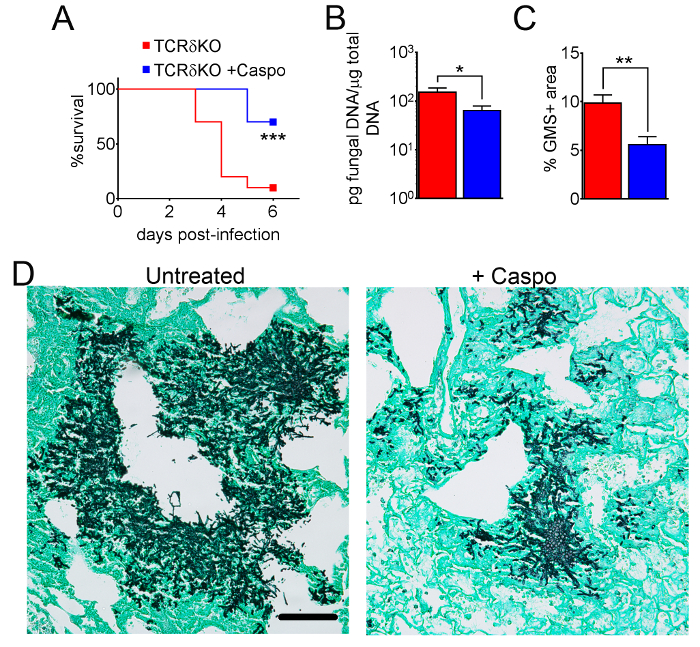 Survival analysis, DNA quantification, GMS staining; survival curve, DNA bar chart, microscopy.