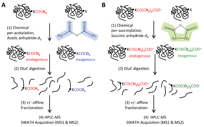figure-results-1 Chemical modification and digestion workflow with HPLC-MS SWATH, showing acetylation and succinylation.