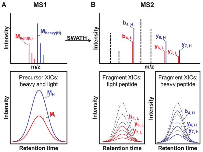 figure-results-2 Mass spectrometry SWATH method, precursor, and fragment ion XICs diagram for peptide analysis.