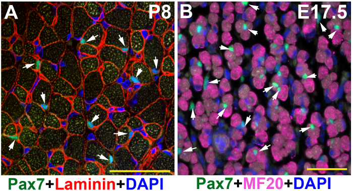 figure-results-2 Fluorescence microscopy diagram of muscle cells; labeled Pax7, Laminin, MF20, DAPI; cellular analysis.