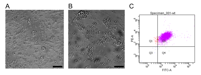 Microscope cell images, A and B, and flow cytometry scatter plot, C; cell density analysis.