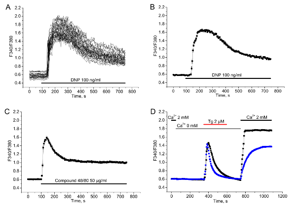 Fura-2 fluorescence graph showing calcium ion concentration in cellular response experiments.