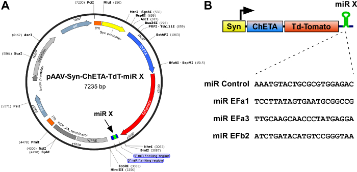Plasmid map pAAV-Syn-ChETA-TdT-miR X, gene expression, miR X targeting, cloning diagram.