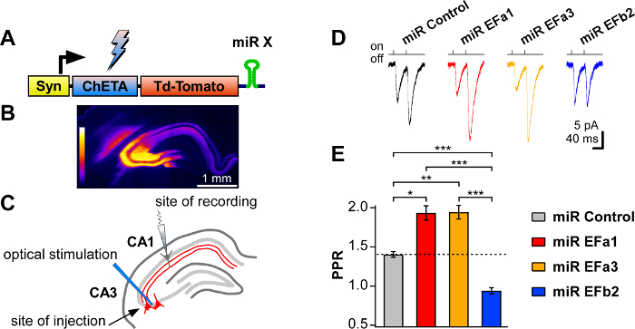 Optogenetic neural control diagram, optical stimulation, recording sites, synaptic response graph.