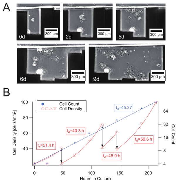 figure-results-4 Cell growth over time; micrograph series (0-9 days) and growth chart (cell density vs. hours).