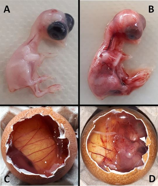 Embryo development stages, vertebrate embryo, egg incubation, biological study, four views.