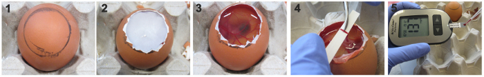 Egg osmosis experiment series; shells cut, solution applied, glucose measured; experiment steps.