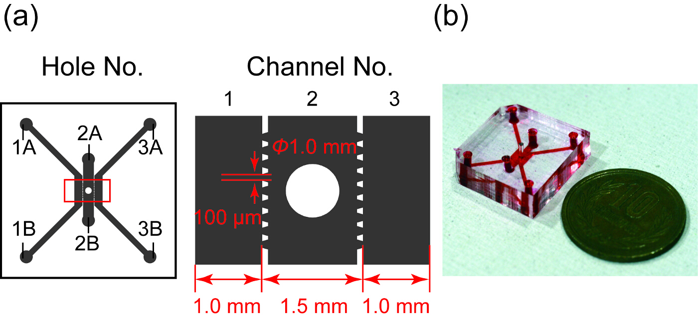 Perfusable Vascular Network with a Tissue Model in a Microfluidic Device