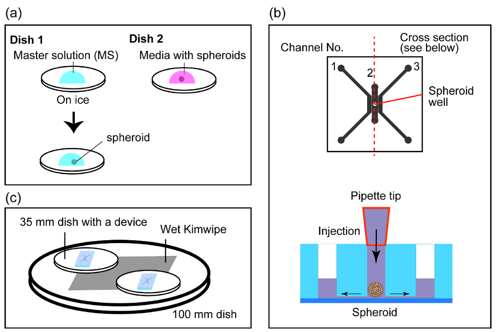 Perfusable Vascular Network with a Tissue Model in a Microfluidic Device