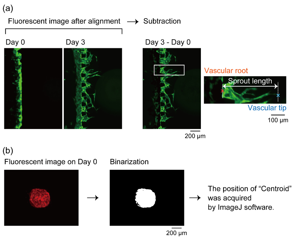 Perfusable Vascular Network with a Tissue Model in a Microfluidic Device