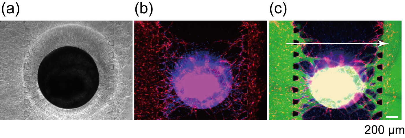 Perfusable Vascular Network with a Tissue Model in a Microfluidic Device