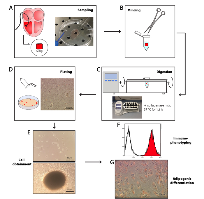 Cell isolation workflow diagram; includes sampling, mincing, digestion with collagenase, plating, cell obtainment, immunophenotyping graph, adipogenic differentiation results.