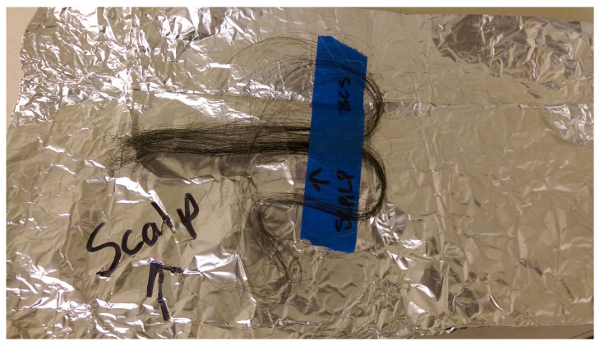 Hair sample on foil for analysis, scalp end marked, preparation for chemical or forensic testing.