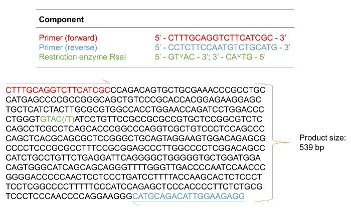 DNA sequence with primers, restriction site; PCR analysis, 539 bp product; gene sequencing diagram.