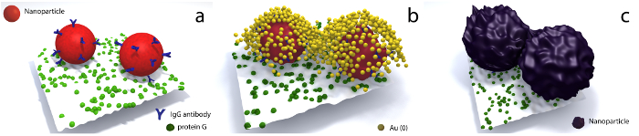 Nanoparticle-conjugation diagram with IgG antibody, gold coating, protein G; protein binding process.