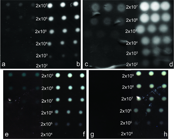 Dot blot analysis; dilution series, protein detection, antibody binding, experimental results comparison.