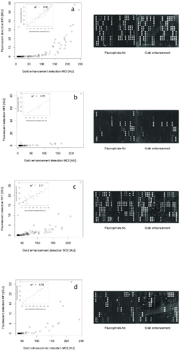 Fluorescence vs. gold enhancement graphs and microscopy results; fluorescence detection, data analysis.