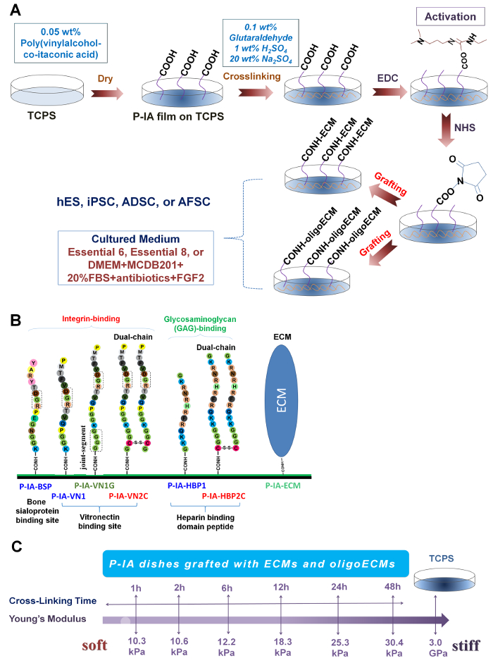 Polymer coating process diagram with crosslinking, ECM grafting, and stiffness data analysis.