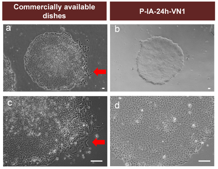 Cell culture comparison; microscopy images show commercially available dishes vs. P-IA-24h-VN1 setup.