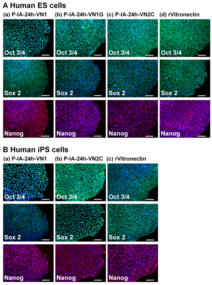 Human ES and iPS cells stained with Oct 3/4, Sox 2, Nanog; microscopy image; stem cell differentiation.