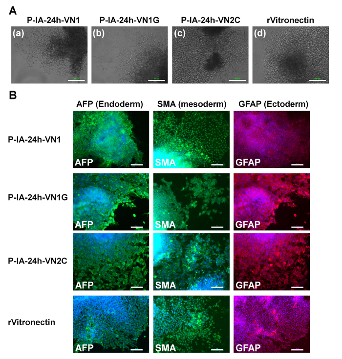 Stem cell differentiation, fluorescent microscopy images, AFP/SMA/GFAP markers for germ layer detection.