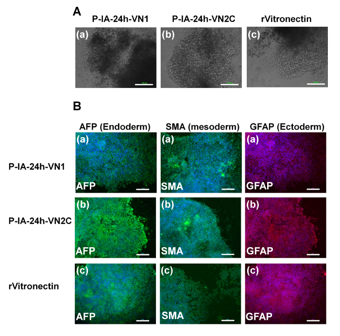 Immunofluorescence microscopy of endoderm, mesoderm, ectoderm markers; cell differentiation study.